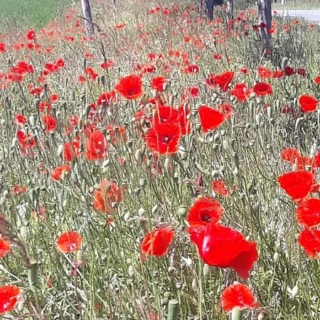 公寓 Zur Schlossruine Boldekow