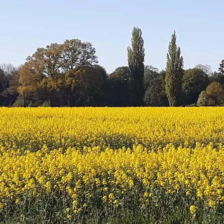 Zur Schlossruine 公寓 *